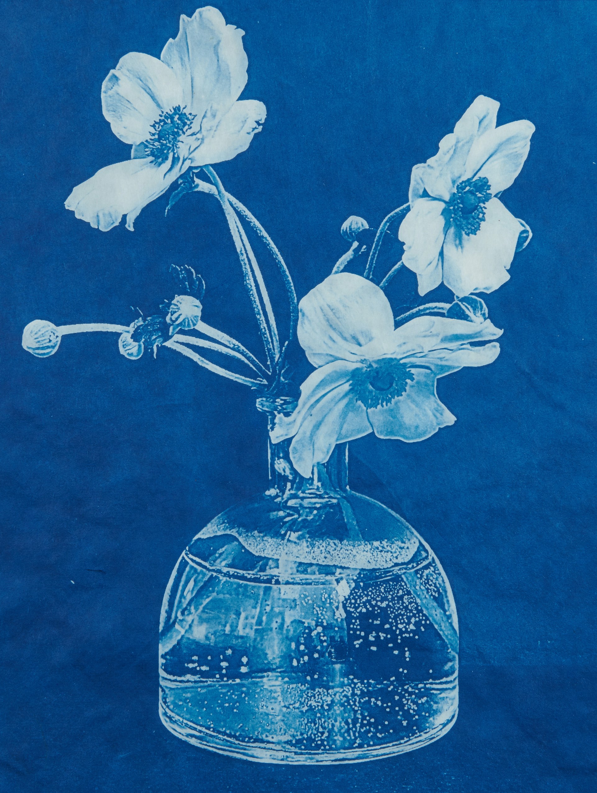 Japanese Anemone in Round Vase by Claudia Hollister