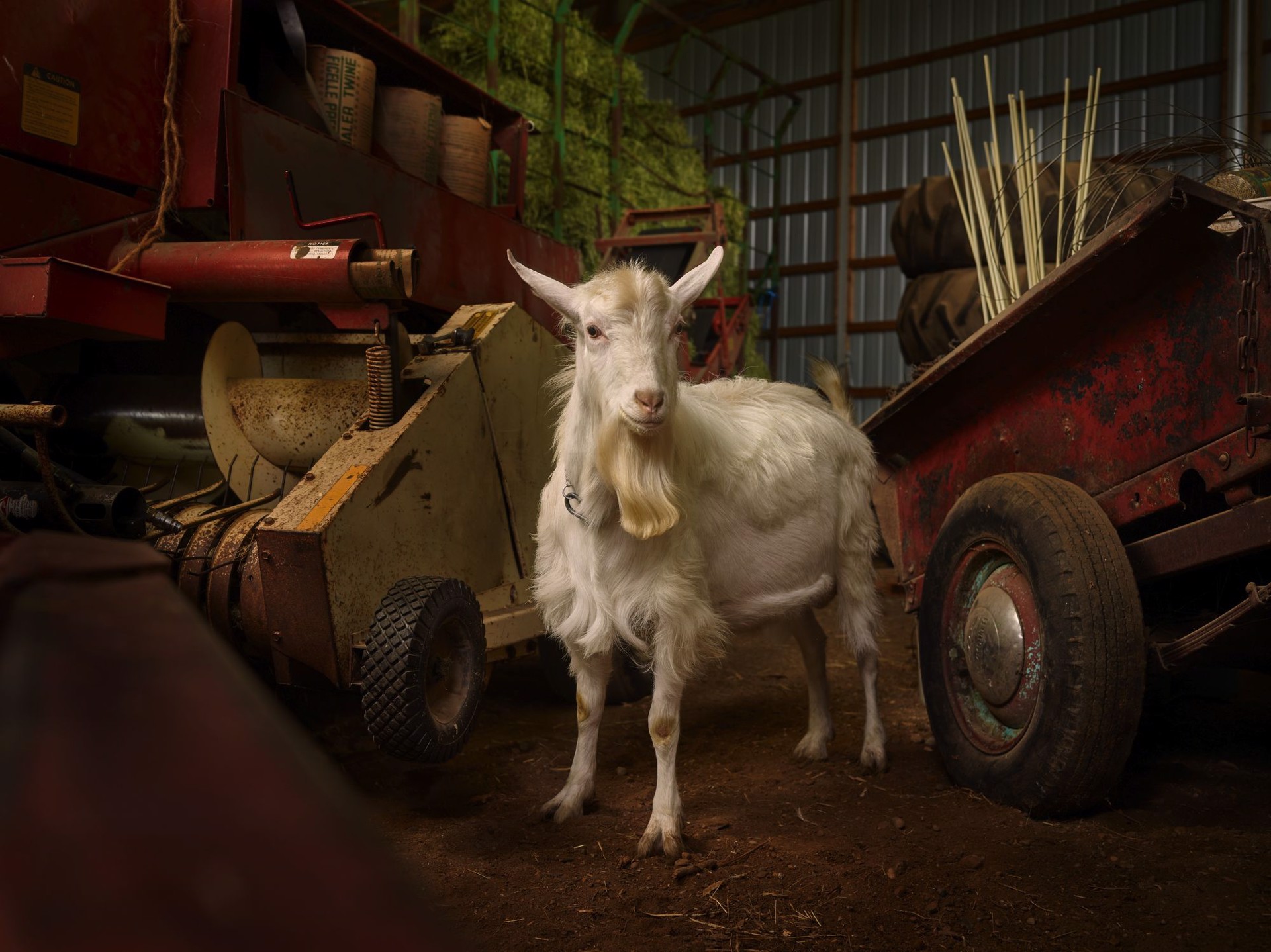 Czech Goat, Stearns County, Minnesota, USA, 2/10 by R. J. Kern