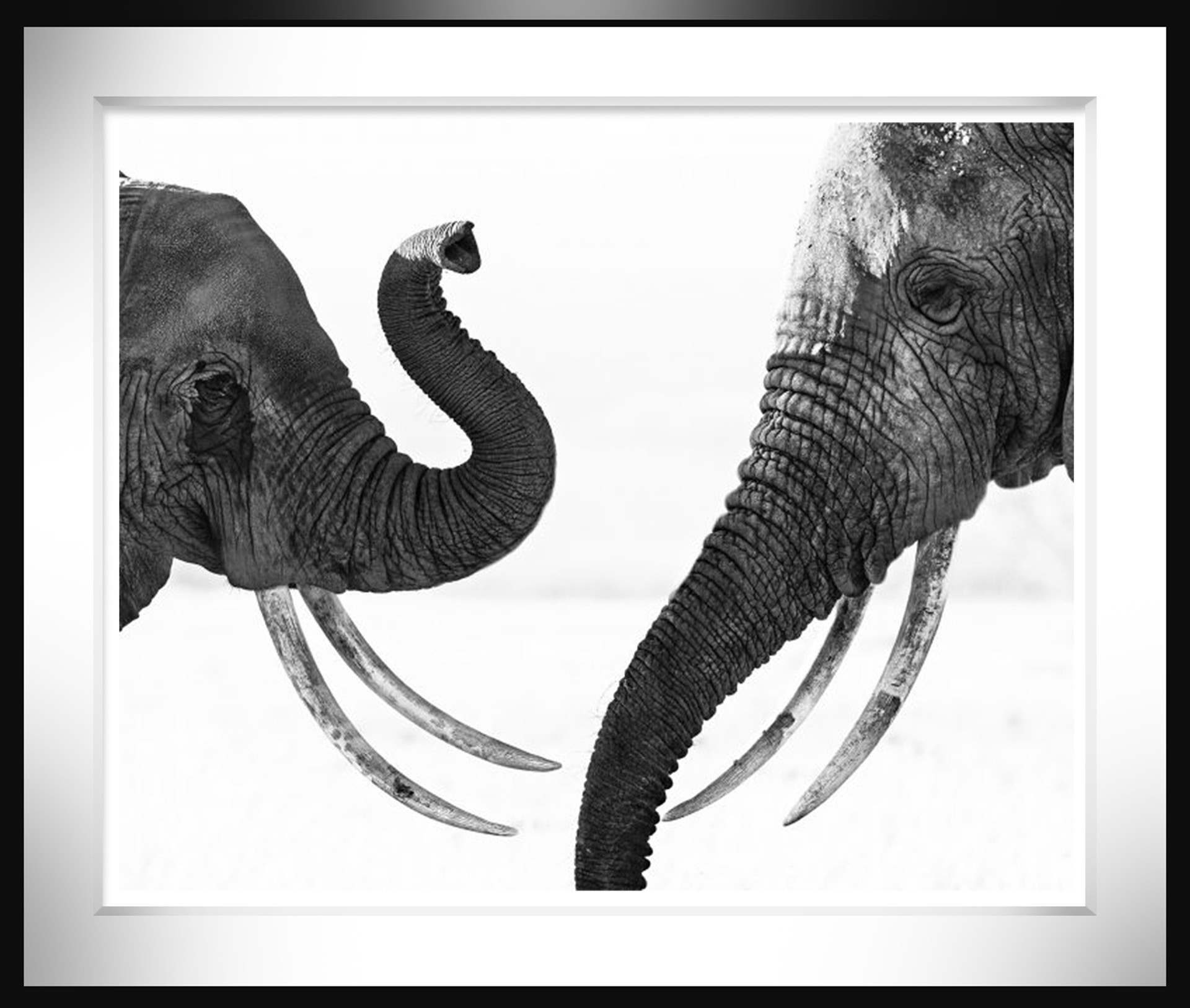 Ivory Exchange by David Yarrow