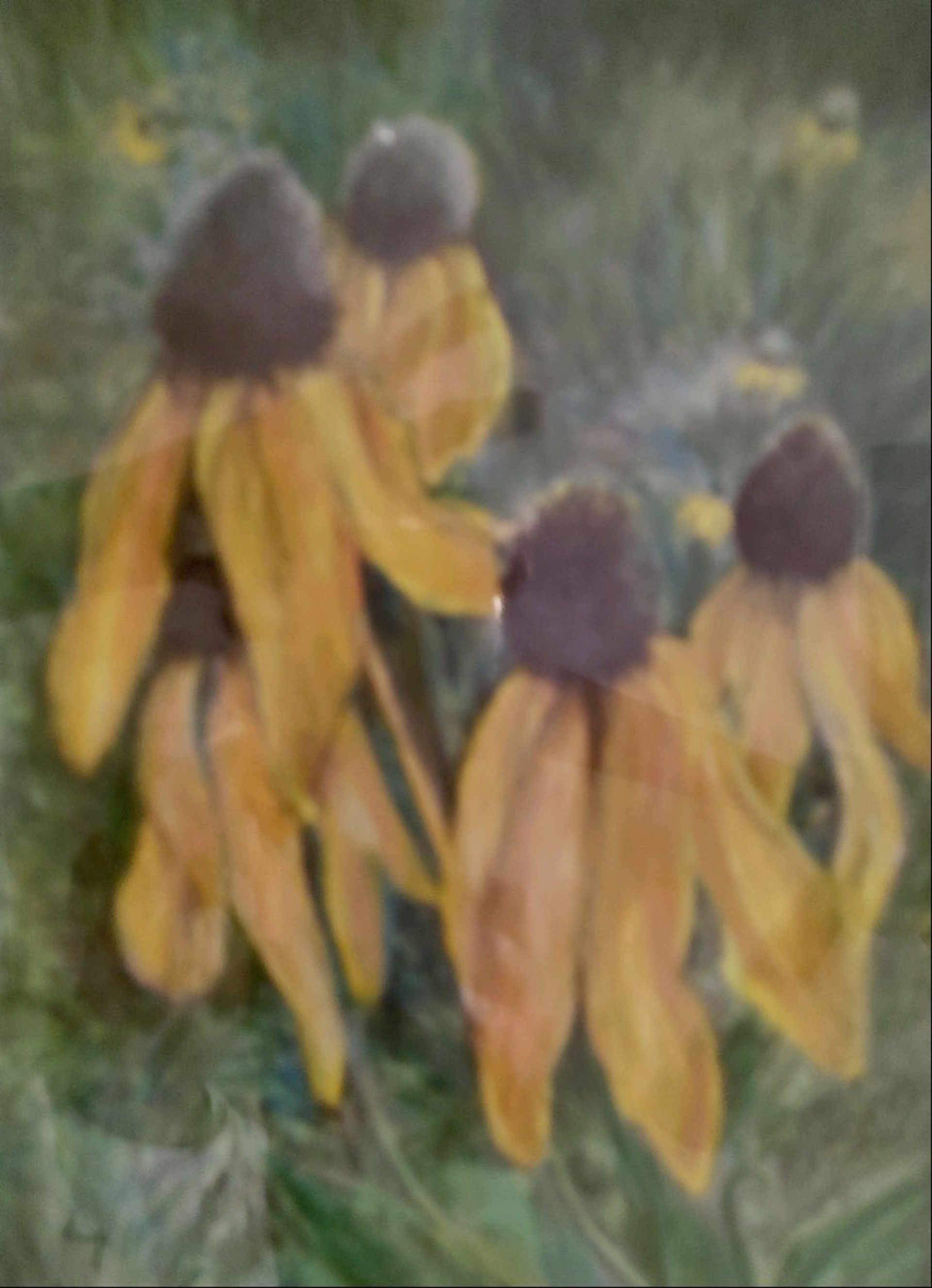 Prairie Cone Flowers by Peggy Krehbiel