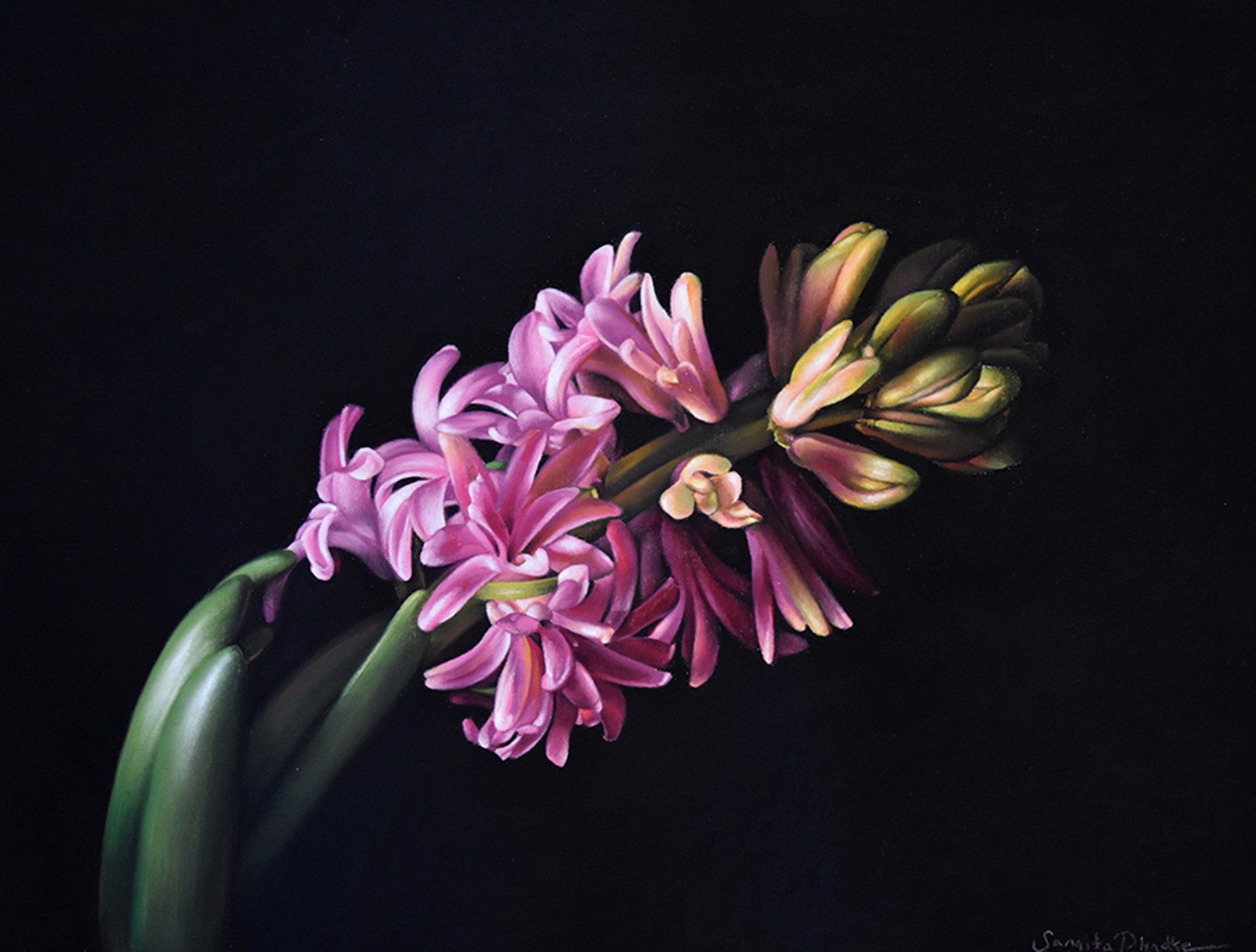 Hyacinth by Sangita Phadke
