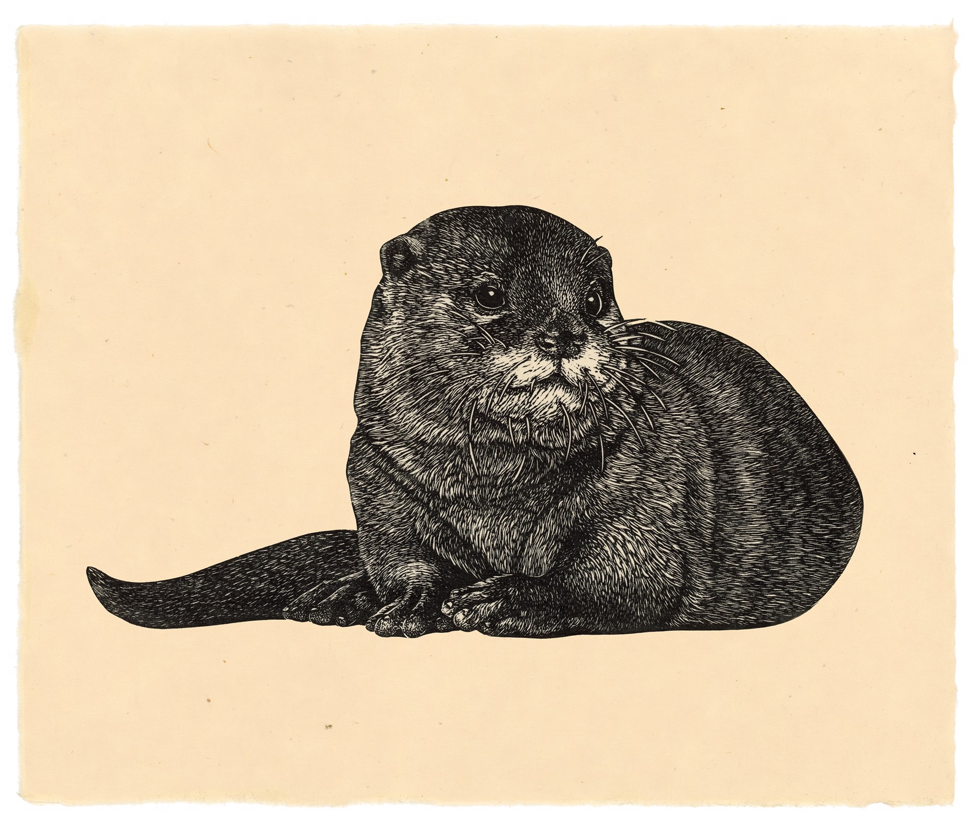 River Otter by Briony Morrow-Cribbs