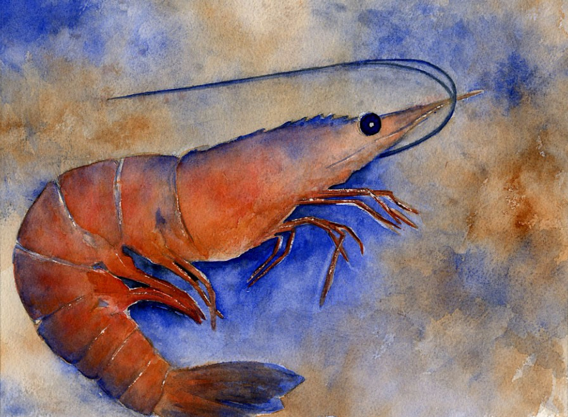 Seafood Series, Shrimp by Diane Bragdon