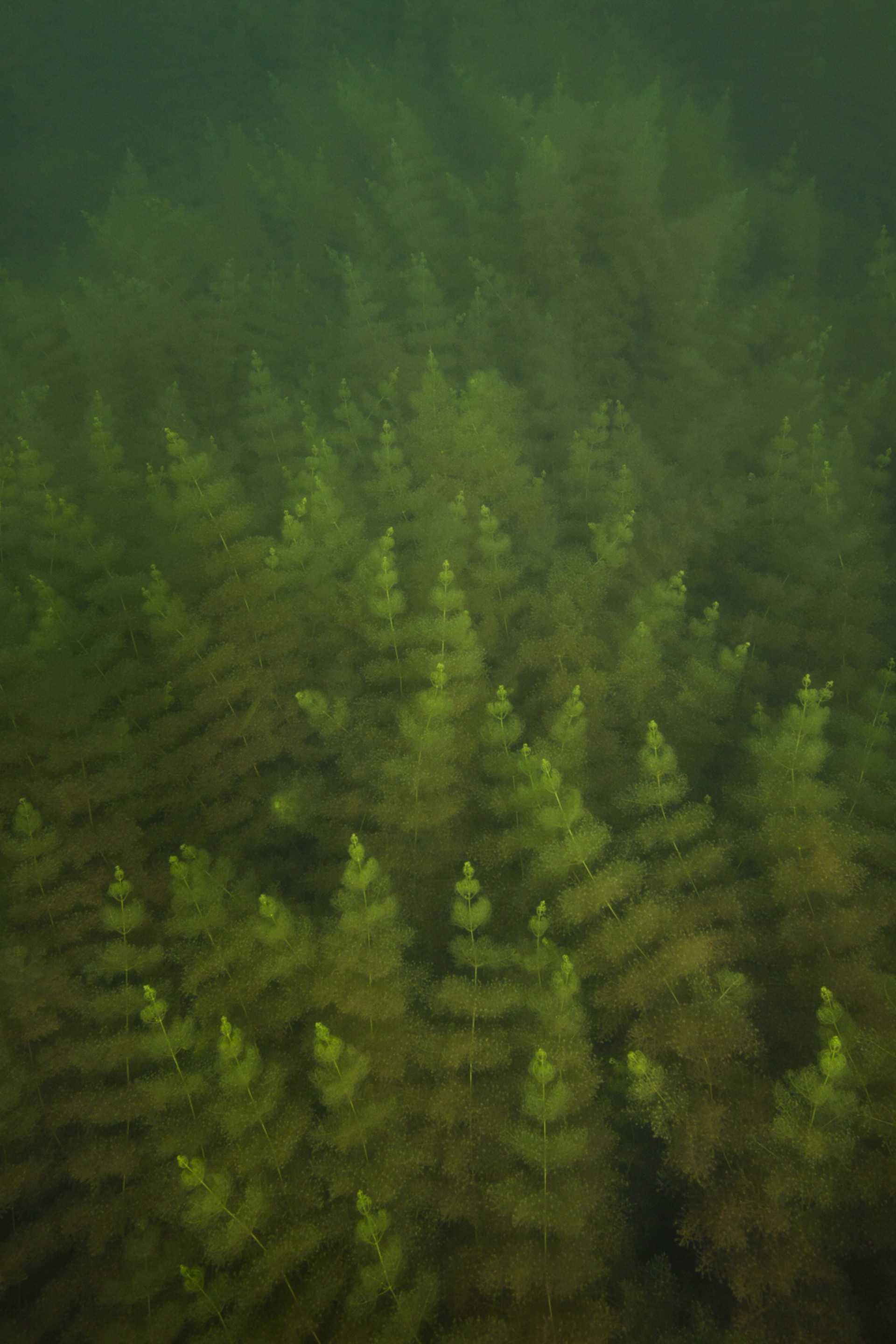 WATER SERIES: HORNWORT STUDY NO 3 by WILLIAM SCULLY