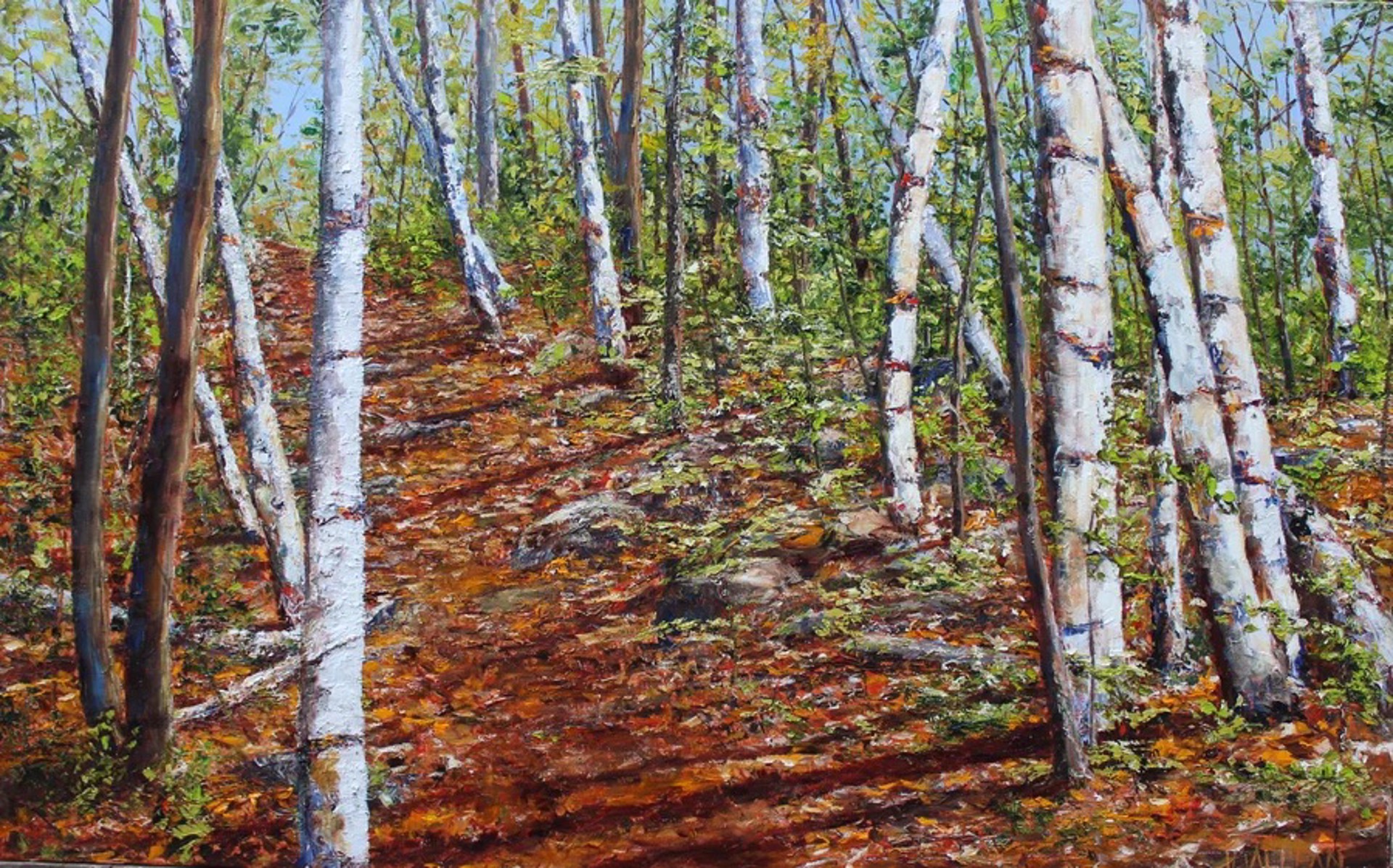 Birch Walk by Jamie MacLean