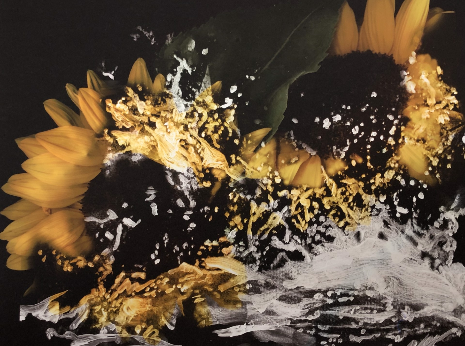 Wet Sunflowers by Malou Flato