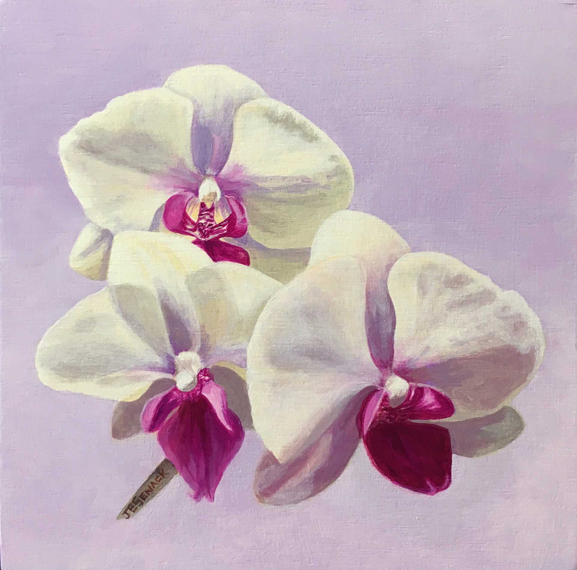Orchids - Phalaenopsis by J.Elaine Senack