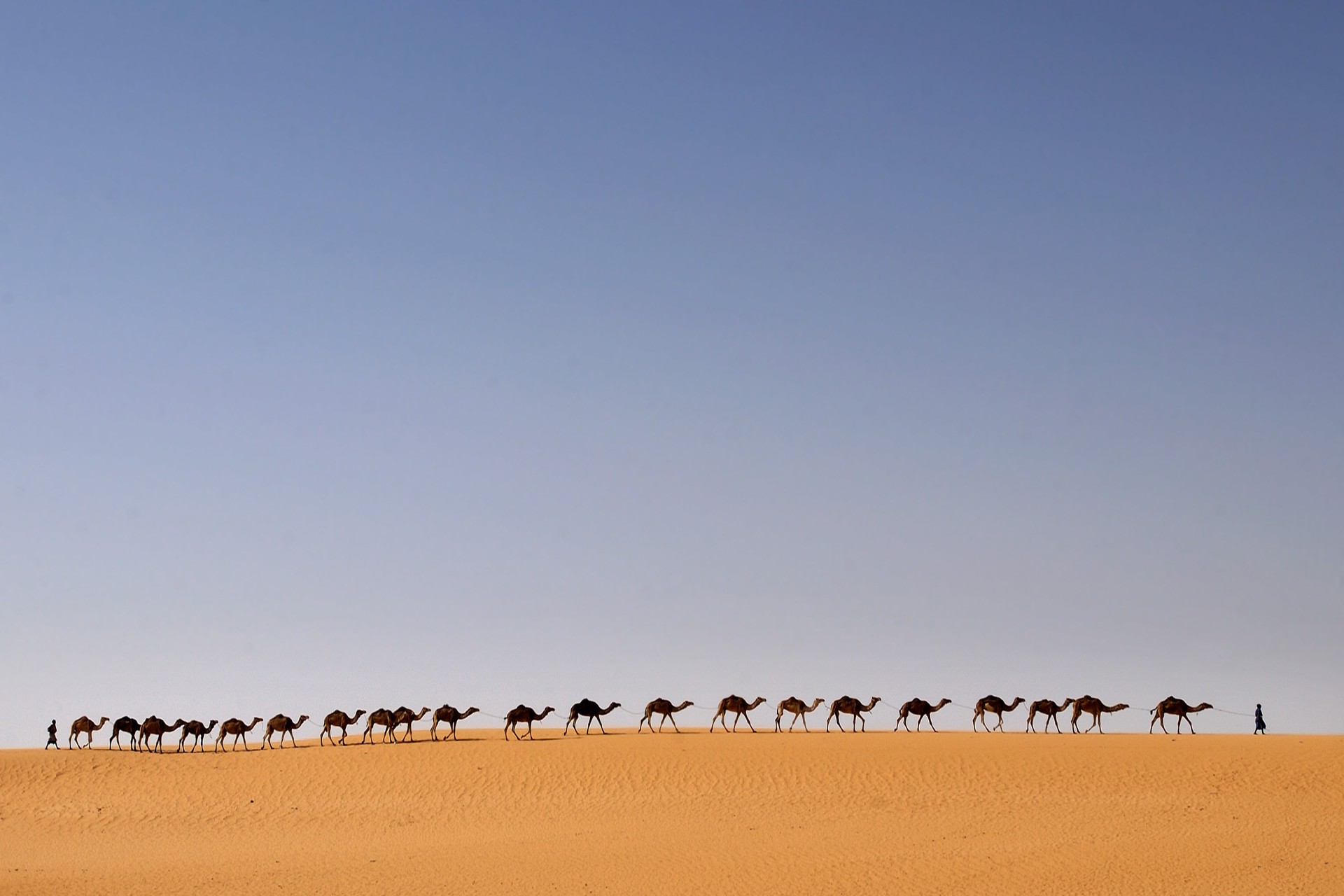 Sahara Camels by Carlton Ward Photography