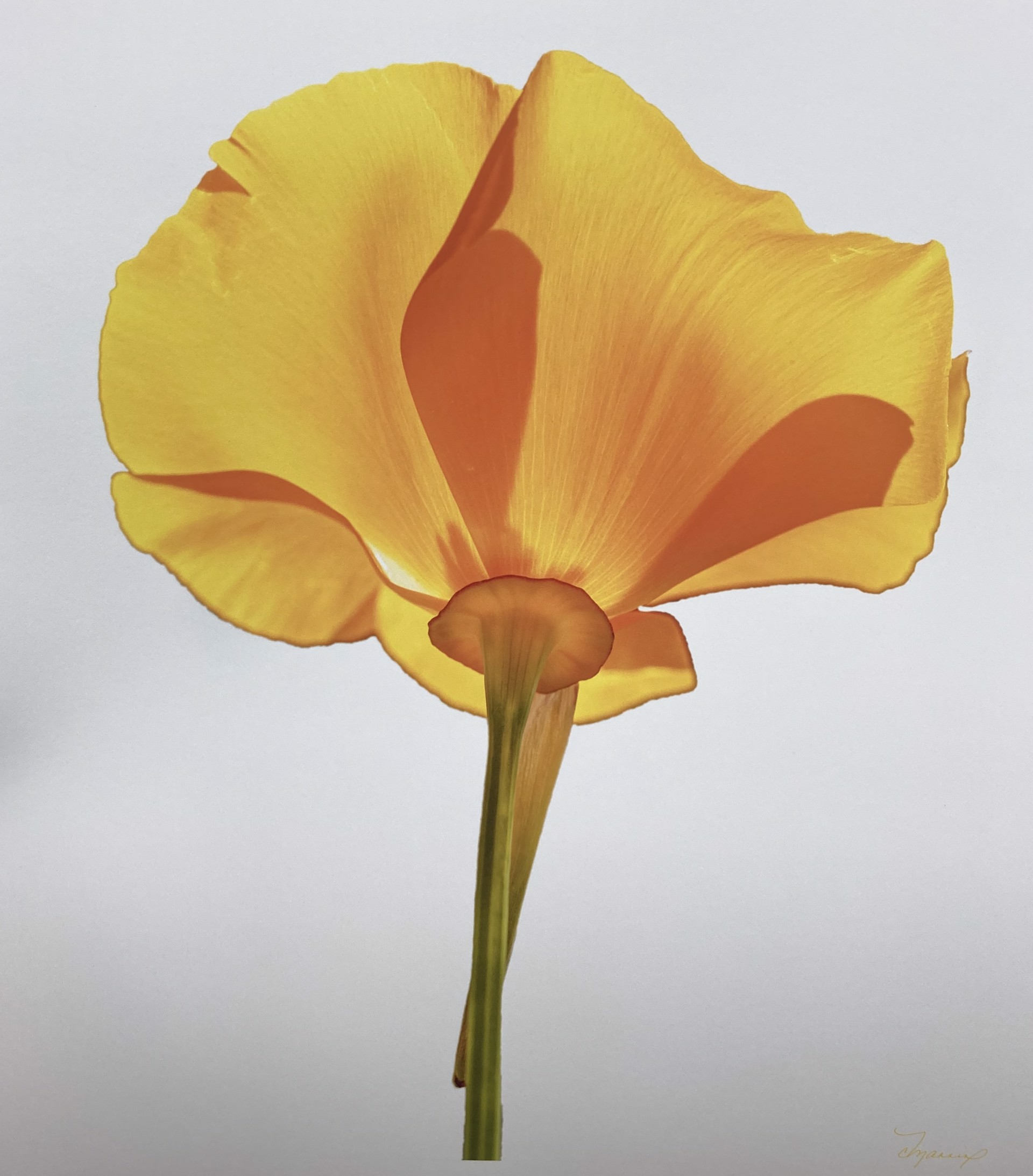 Sunshine (Yellow California Poppy) by Cathy Manning