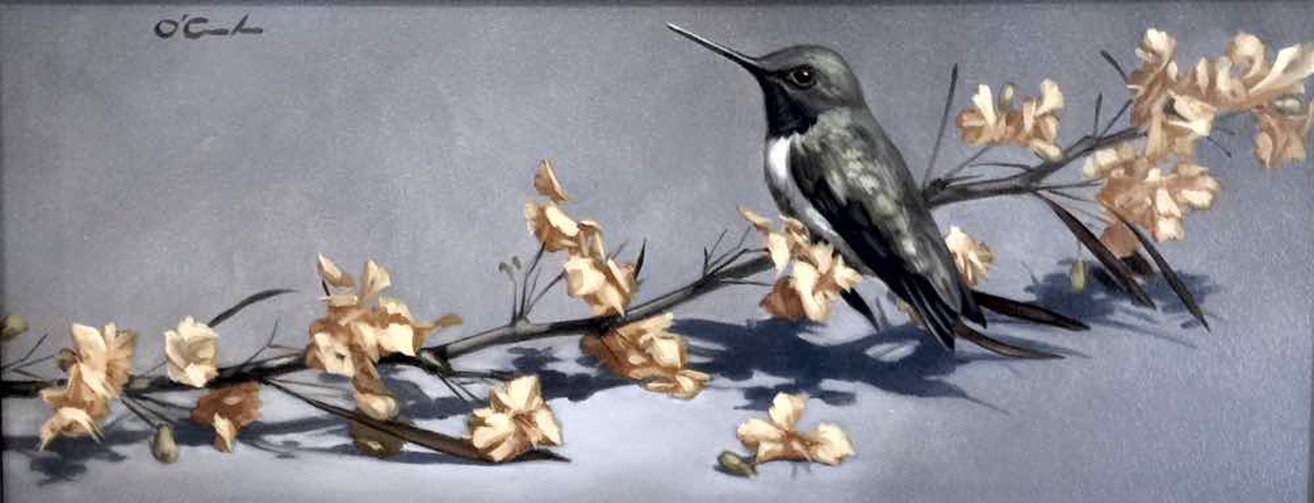 Hummingbird on Palo Verde by Jennifer O'Cualain