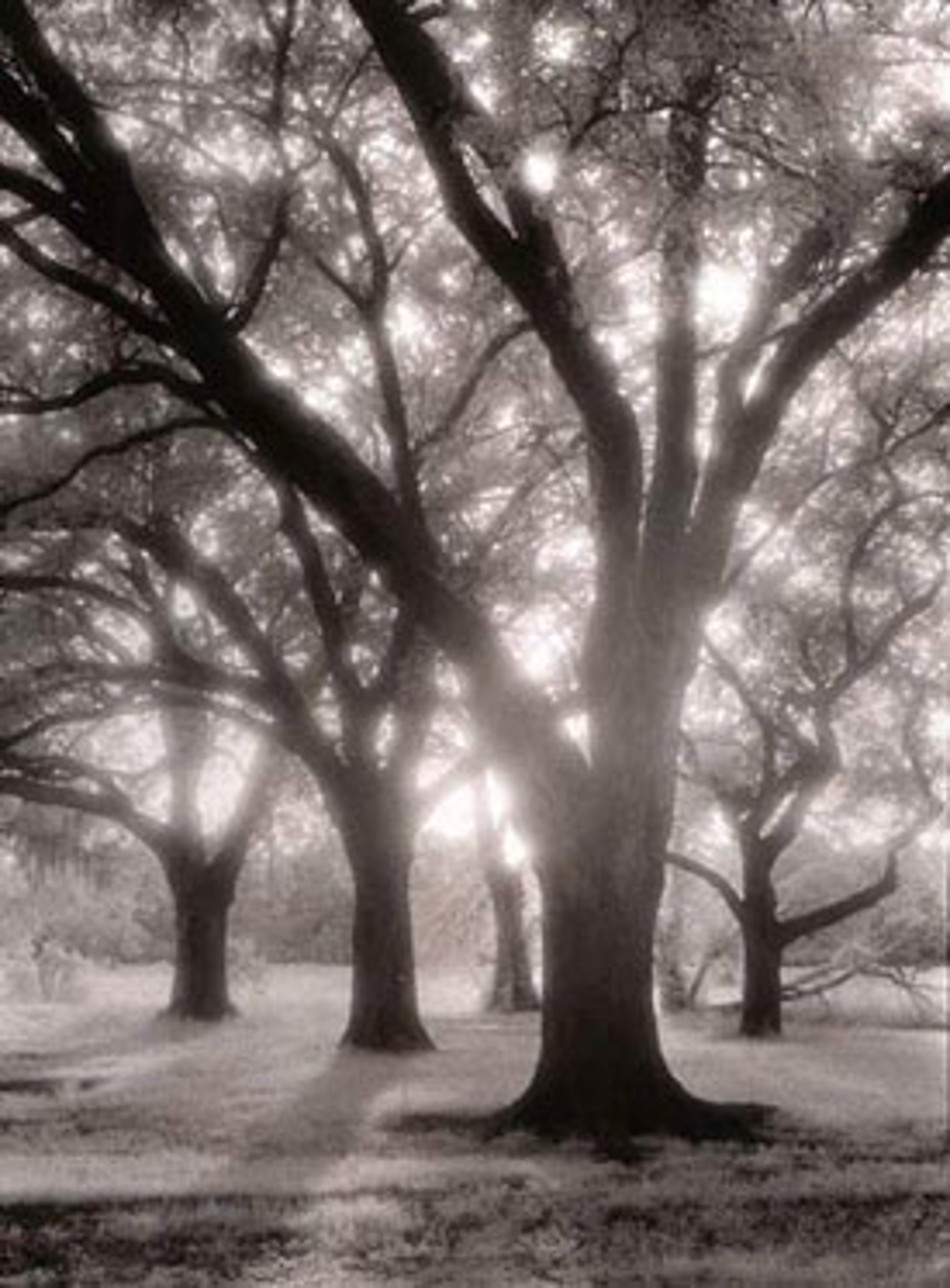 Oak Grove Infred by William Guion