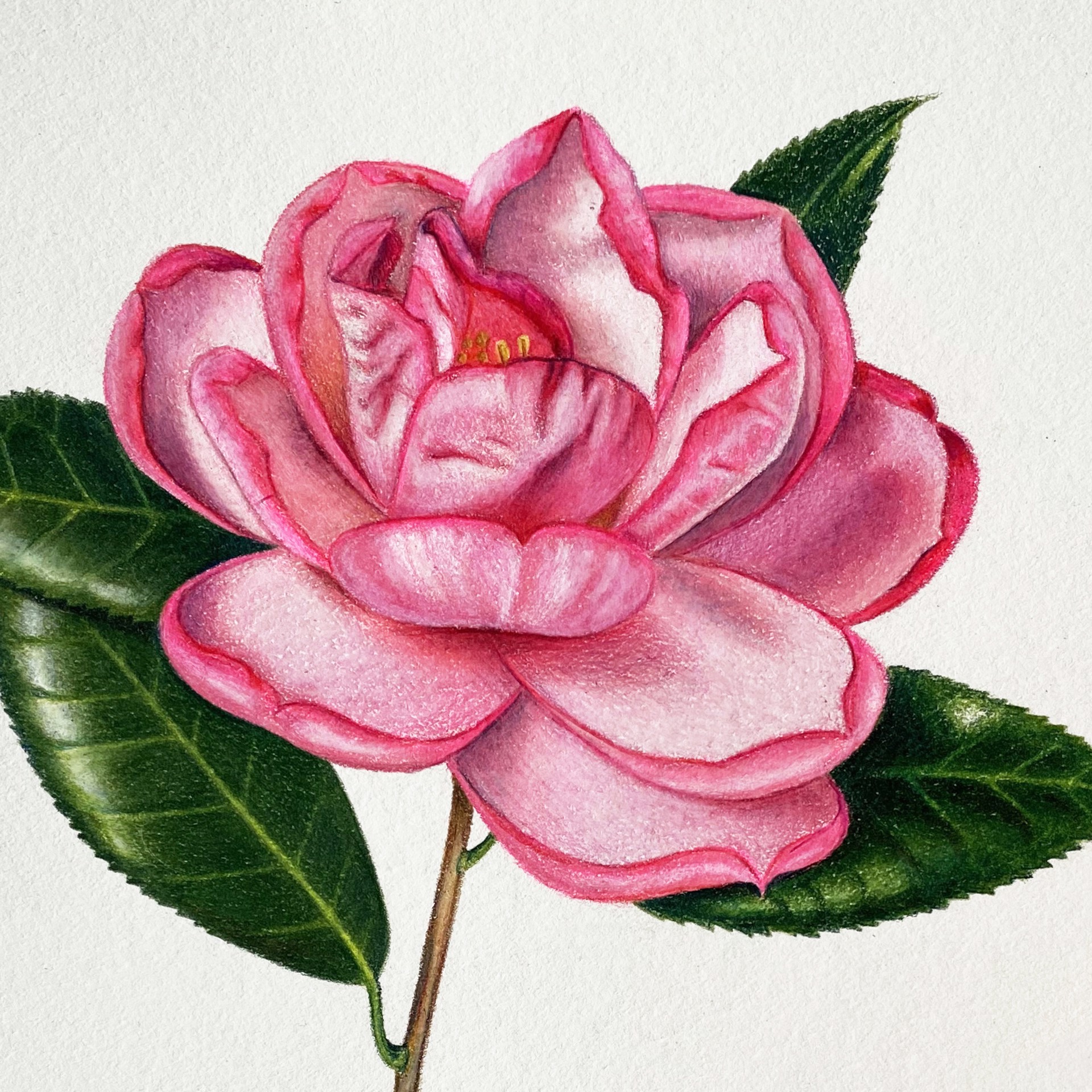 Camellia with Ladybug by Hannah Hanlon