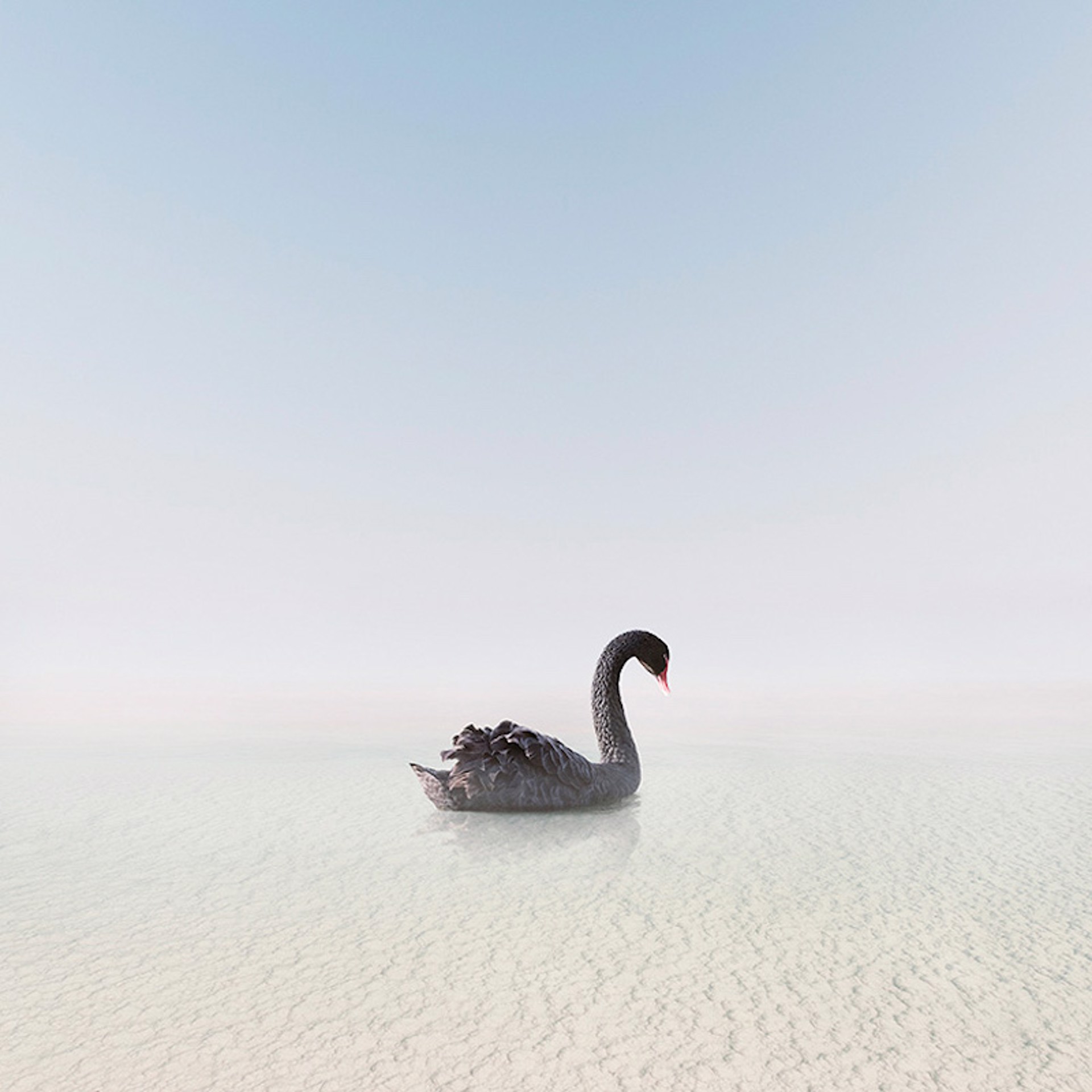 Balanced Black Swan by Alice Zilberberg | ArtCloud