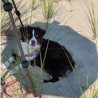 Ruby in the shade of my umbrella