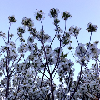 Dogwood, Jan Watten, archival pigment print, 20x20 Dogwood, Jan Watten, archival pigment print, 20x20