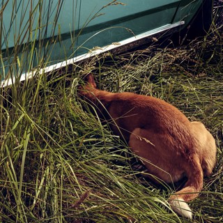 Stray Dog: Elk Rock Island Stray Dog: Elk Rock Island