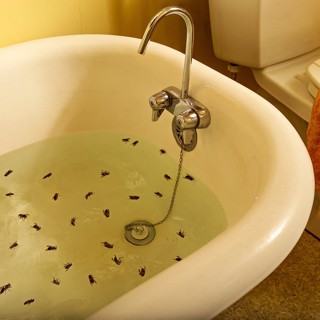Summer of the Hornets 6 (Hornets in Tub) Summer of the Hornets 6 (Hornets in Tub)