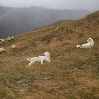 Toilia Rests with Marros Flock Toilia Rests with Marros Flock