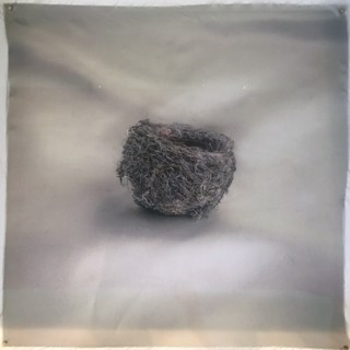Nests