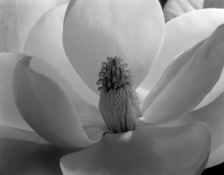 洋書 Mother's Days Imogen Cunningham Mother's Days. Photographs by Imogen Cunningham - photo-eye