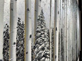 Brand New Mid-Winter Masterwork.. SHERRI MIGNONNE's "Laramie Range Trail" | Aspen Art Gallery Brand New Mid-Winter Masterwork.. SHERRI MIGNONNE's "Laramie Range Trail" | Aspen Art Gallery