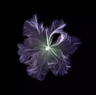 Artist: Nick Veasey | Buy Original X-Ray Art | Whistler Contemporary Gallery Artist: Nick Veasey | Buy Original X-Ray Art | Whistler Contemporary Gallery