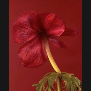 Ron van Dongen | Chroma Gallery