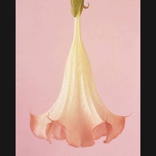 Ron van Dongen | Chroma Gallery