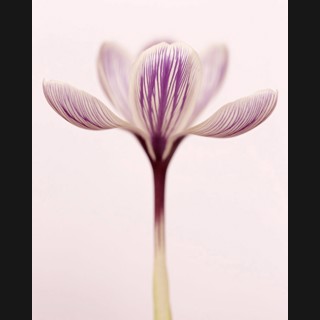 Ron van Dongen | Chroma Gallery