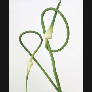 Ron van Dongen | Chroma Gallery