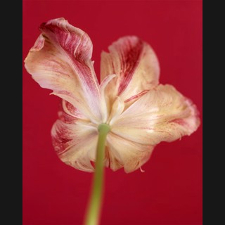 Ron van Dongen | Chroma Gallery