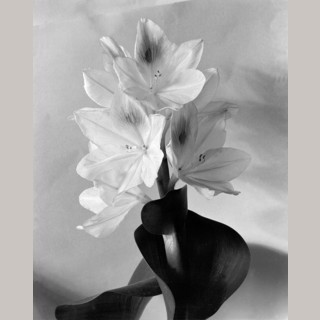 あいり様　Imogen Cunningham ［FLORA］ あいり様 Imogen Cunningham ［FLORA］ Imogen Cunningham