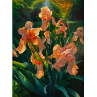 Tangerine Irises by Adrienne Stein Tangerine Irises by Adrienne Stein