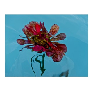 Gilles Bensimon | Space Gallery St Barth
