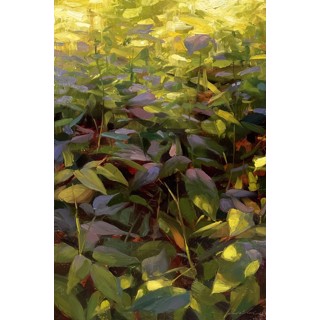 Raspberry Greens by Robin Cole Raspberry Greens by Robin Cole