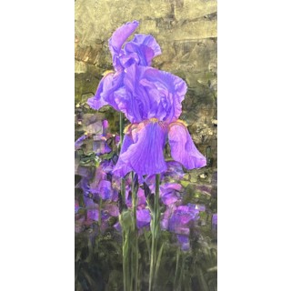 Two Good Irises by Gregory Block Two Good Irises by Gregory Block