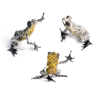 Froglet by Tim Cotterill - R Frogs Gallery