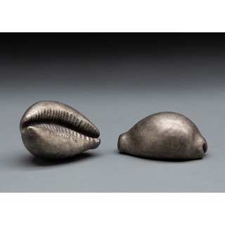 Cowrie Shell by Tony Hochstetler Cowrie Shell by Tony Hochstetler