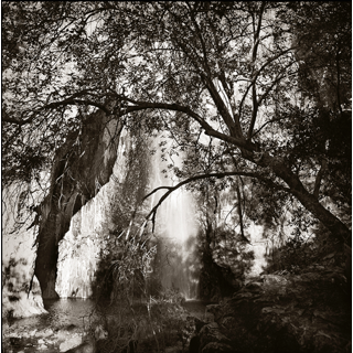 Woodlands 94, 2022, Photography: Archival Pigment Print, 20, 46% OFF