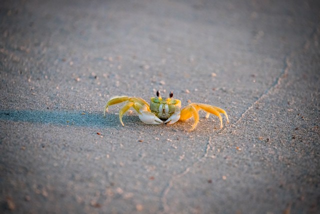 Crab 16 x 30