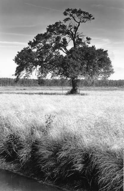Grassy Oak, II