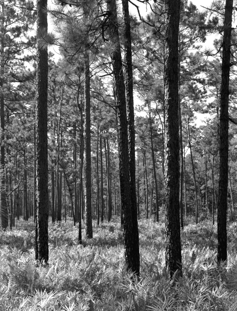 Long Leaf Pine Savannah
