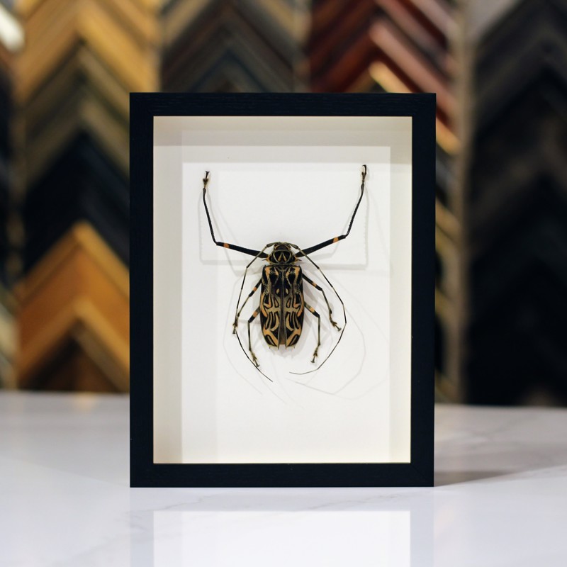 Beetle specimen in a shadowbox