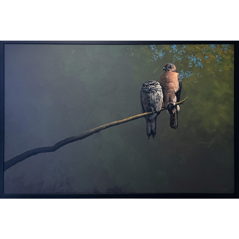 Frogmouth and Goshawk