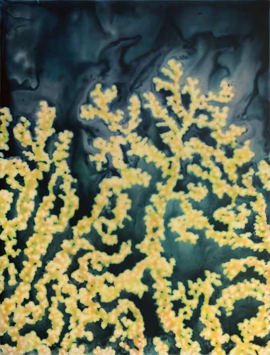  Jaq Chartier | Golden Coral, 2013, acrylic, stains, spray paint on wood panel, 42 x 32 inches. 
